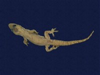 藏品(蝎虎)的圖片